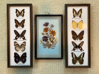 Butterfly Specimens Purchased In Thailand And Pressed Flower Art