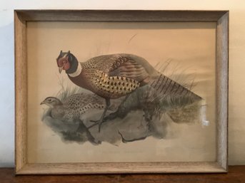 Phasianus Torquatus Pheasant Lithrograph