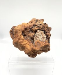 Fossilized Sculptural Form