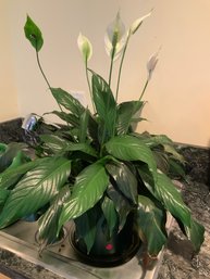Flowering Peace Lily