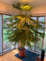 Large Hong Kong Pine
