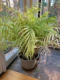 Live Parlor Palm