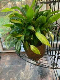 Peace Lily (no Flowers) Lot 1