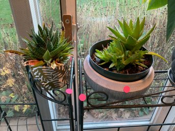Pair Of Succulents (live)