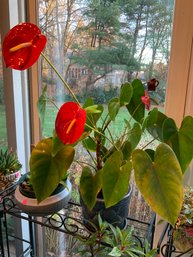 Live Anthurium