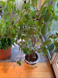 Live Ficus Plant