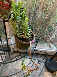 Live Jade Plant