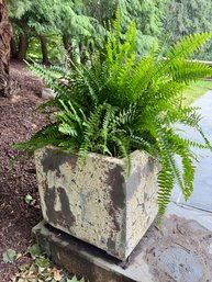 Terrain Square Planter (3Of 3)