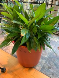 Peace Lily (no Flowers) Lot 2