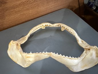 Authentic Shark Jaw 13 X 8