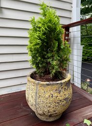Terrain Planter With Plant