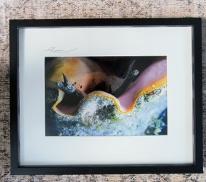 Framed And Signed Undersea Photograph