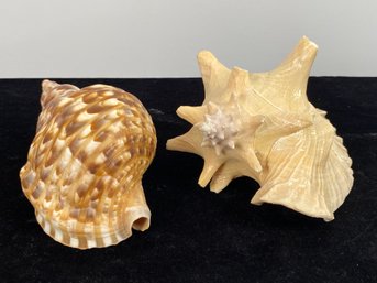 2 Piece Seashell Collection