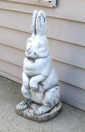 Bad Bunny....puttin On A Show In Your Yard Or Garden!