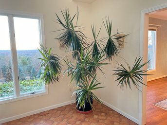 Huge Over 30 Years Old Madagascar Dragon Plant