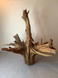 Old Driftwood Tree Trunk