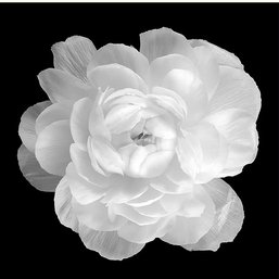 ' Ranunculus ' By Jonathan Shuff Print On Canvas