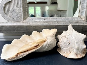 Large Sea Shells