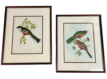Pair Of Gould Lithographs
