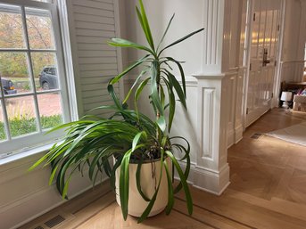 A Large Yucca - 55 Inches High