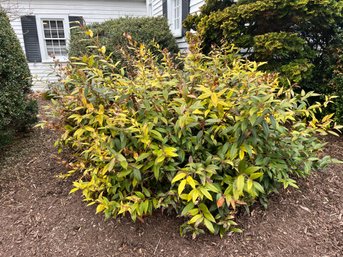 A Leucothe - Doghobble - Low Rounded Bush - Early Spring White Flowers