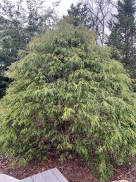 A Large False Cypress Shrub / Tree - 7 Feet High