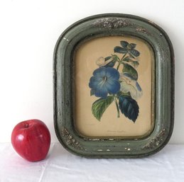 Victorian Era Botanical Print In Period Frame - Cupid's Bow Or Magic Flower