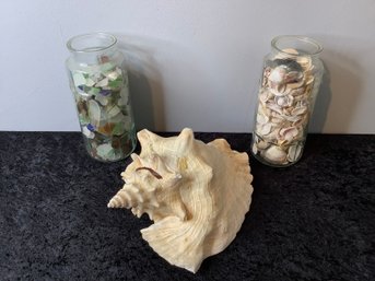 Mixed Seashell & Sea Glass Lot