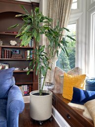 Awesome Live Bamboo Plant / Tree - Seems Healthy - Comes In Very Nice Rolling Planter - Bamboo Tree / Plant