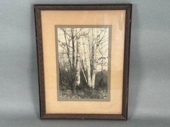Vintage Pencil Signed White & Black Birch Tree Framed Photograph