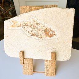 Eocine Fish Fossil With Stand