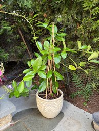 Potted Plant In Textured Honeycomb Cream Colored Planter