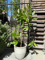 Live Potted Plant In Whitewash Honeycomb Planter