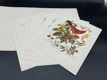 Vintage Arthur Singer Portfolio Of Bird Prints
