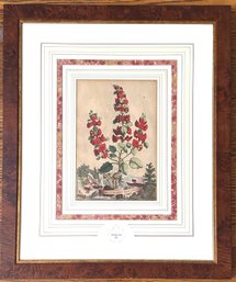 Abraham Munting (B162 Dutch) Hand Colored Botanical Etching With Certifcate Of Authenticity In Burl Wood Frame
