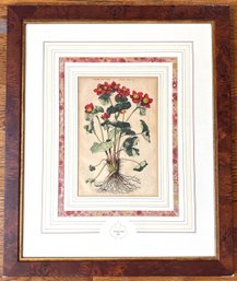 Abraham Munting (B162 Dutch) Hand Colored Botanical Etching With Certifcate Of Authenticity In Burl Wood Frame