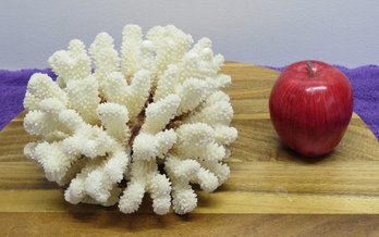 A Larger Piece Of White Cauliflower Coral