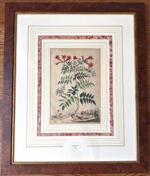 Abraham Munting (B162 Dutch) Hand Colored Botanical Etching With Certifcate Of Authenticity In Burl Wood Frame