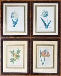 Pierre-Joseph Redout (B1759 Belgium) Set Of 4 Vintage Hand Colored Botanical Etchings