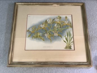 Framed Botanical Lithograph #4