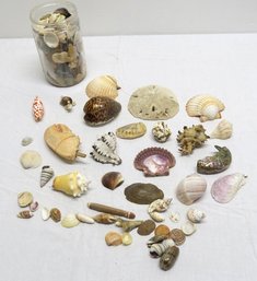 A Grouping Of Sea Shells
