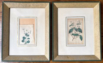 Set 2 Antique (1795) Hand Colored Botanical Book Plate Etchings