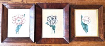 Set Antique Original Botanical Illustrations Engravings