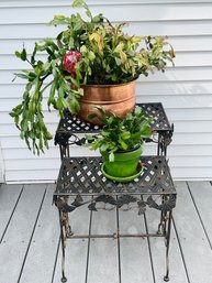 Lush Holiday Cactus Duo