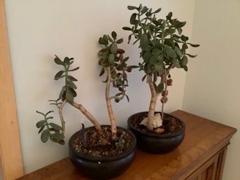 Real Large Jade Plants Ceramic Pots