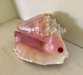 Very Large Conch Shell