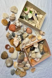 Lot Of Shells And Sea Glass