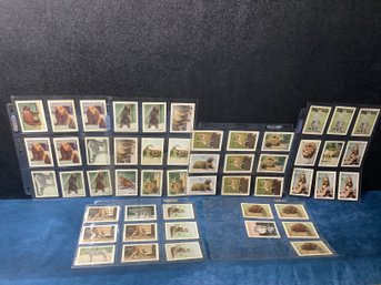 50 Frostick Animal Cards