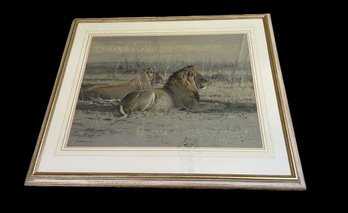 Signed Kim Donaldson, Lion & Lioness