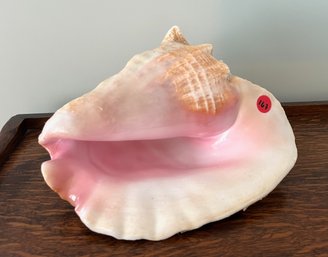 Large Conch Shell